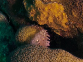 Christmas Tree Worm zzIMG 5419